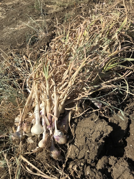 News From the Farm | June 7, 2021