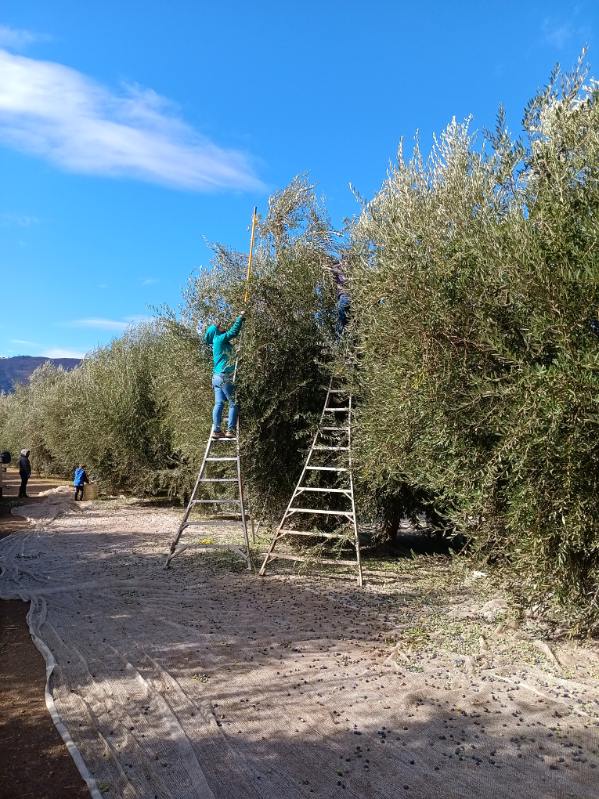 Olive harvesters on ladders