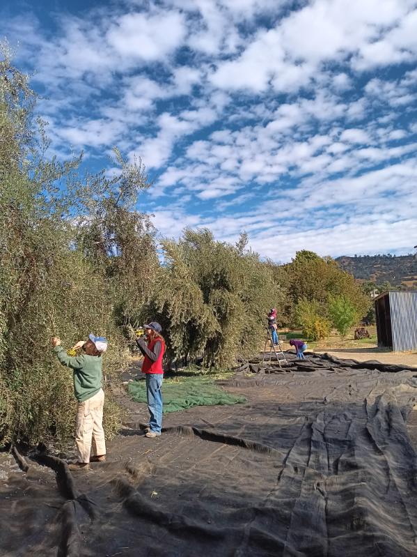 Olive harvesters on the ground