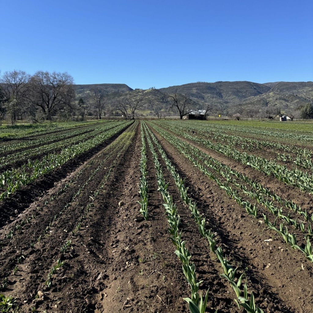 tulips in the field