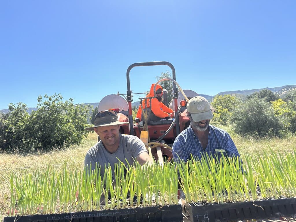Two men with hats transplanting onions while a third man drives the tractor.