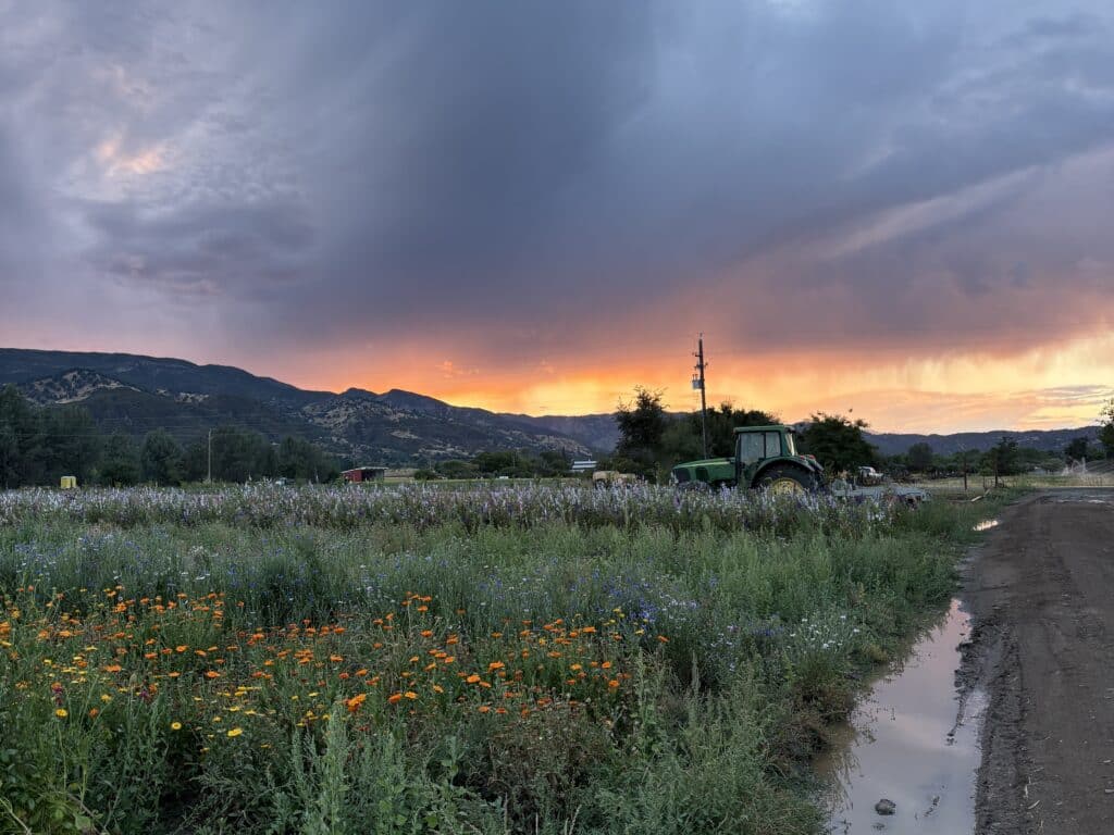 A field of colorful flowers and a green tractor at sunset with a cloudy sky
