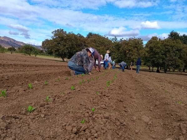 Transplanting spring flowers into an open bed