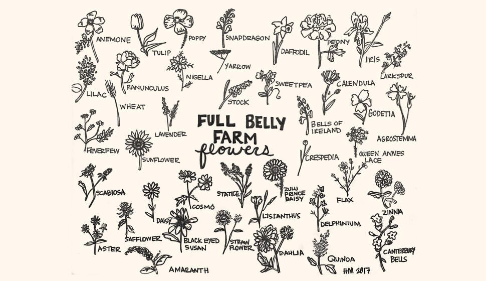 Full Belly Farm flowers