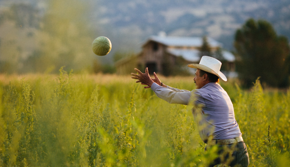 man catching melon