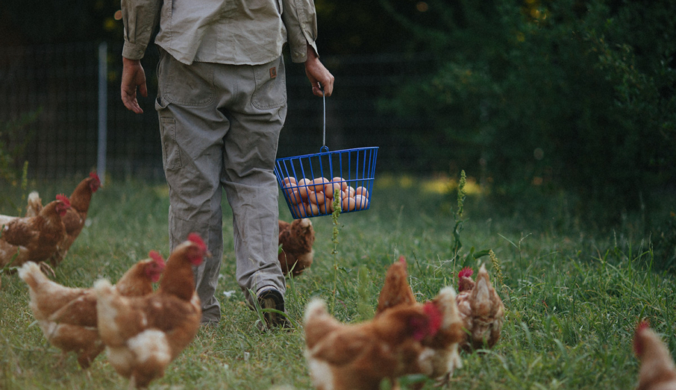 Chickens and eggs