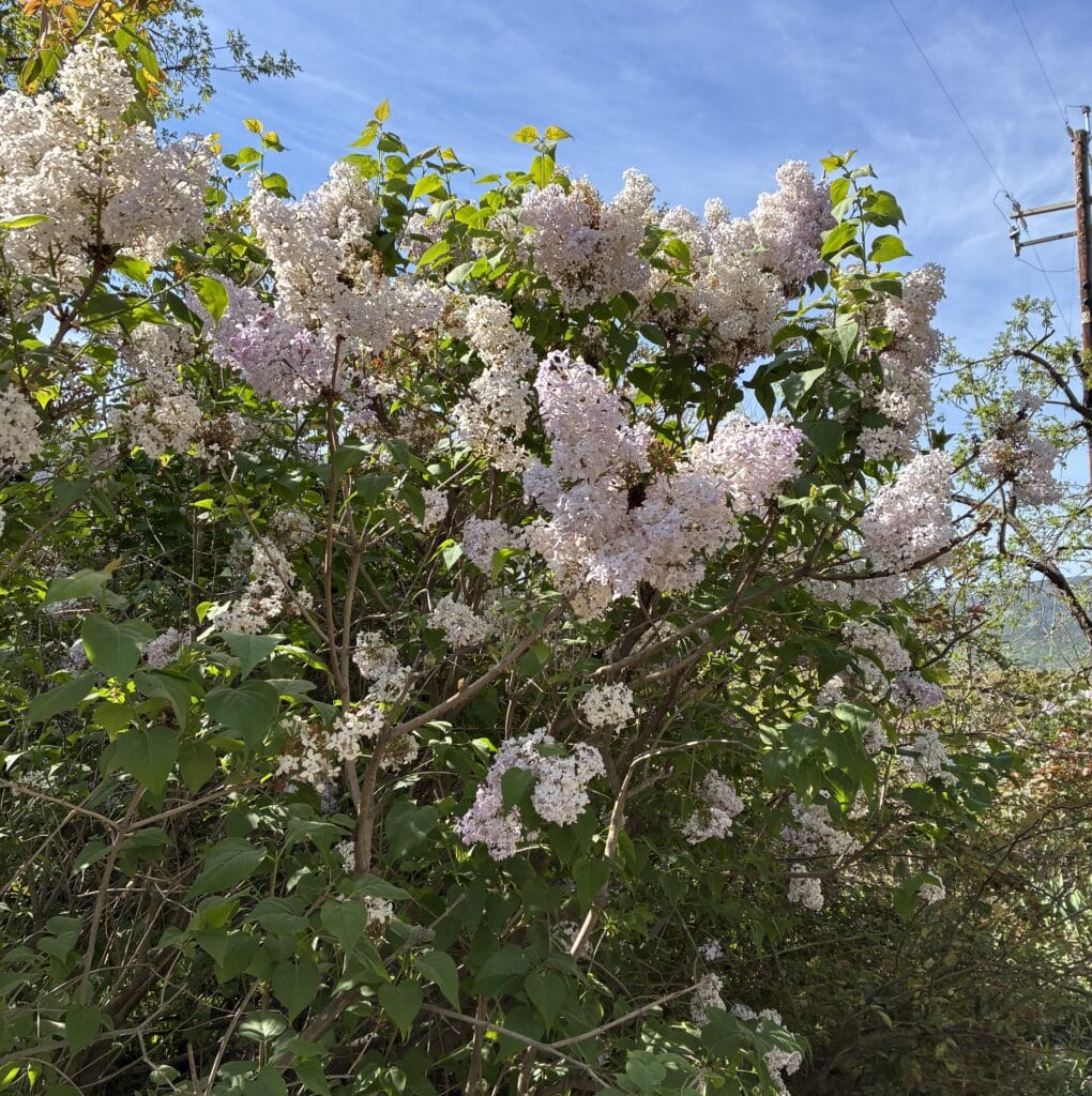 Blooming lilac bush