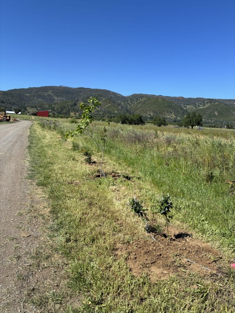 A row of young plants on the edge of a grassy field.