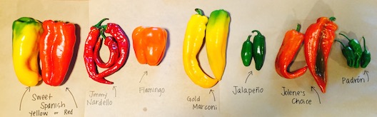 Peppers1