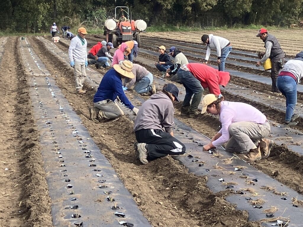 Planting strawberry crowns into plastic mulch