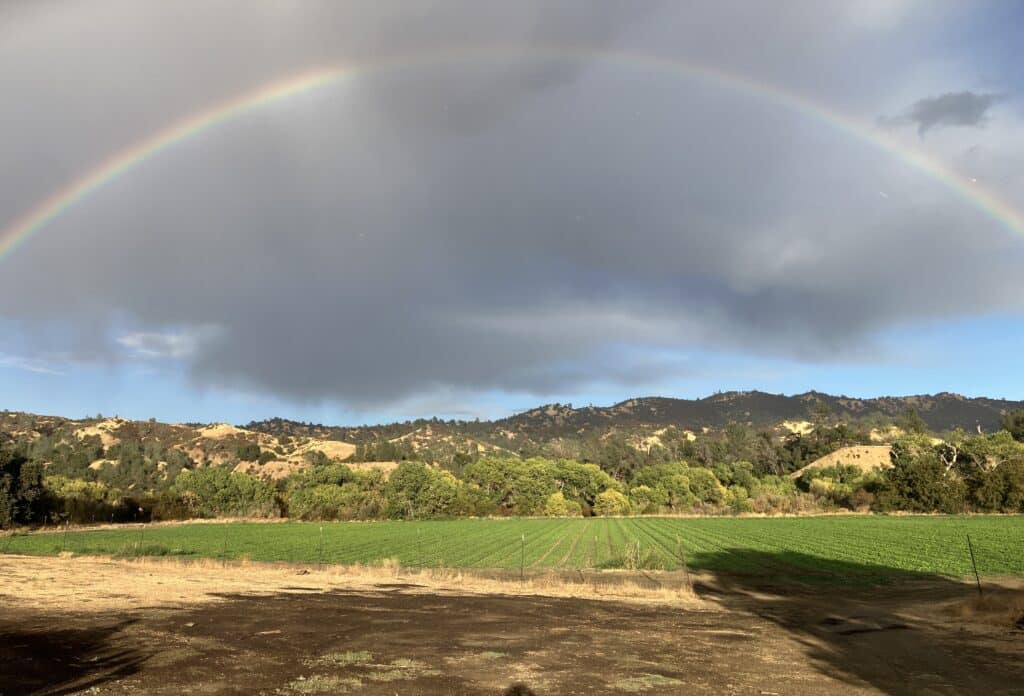 Rainbow over a green field