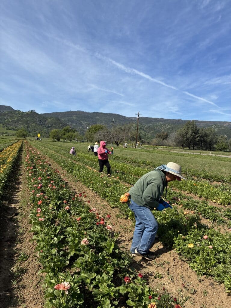 Several women picking flowers