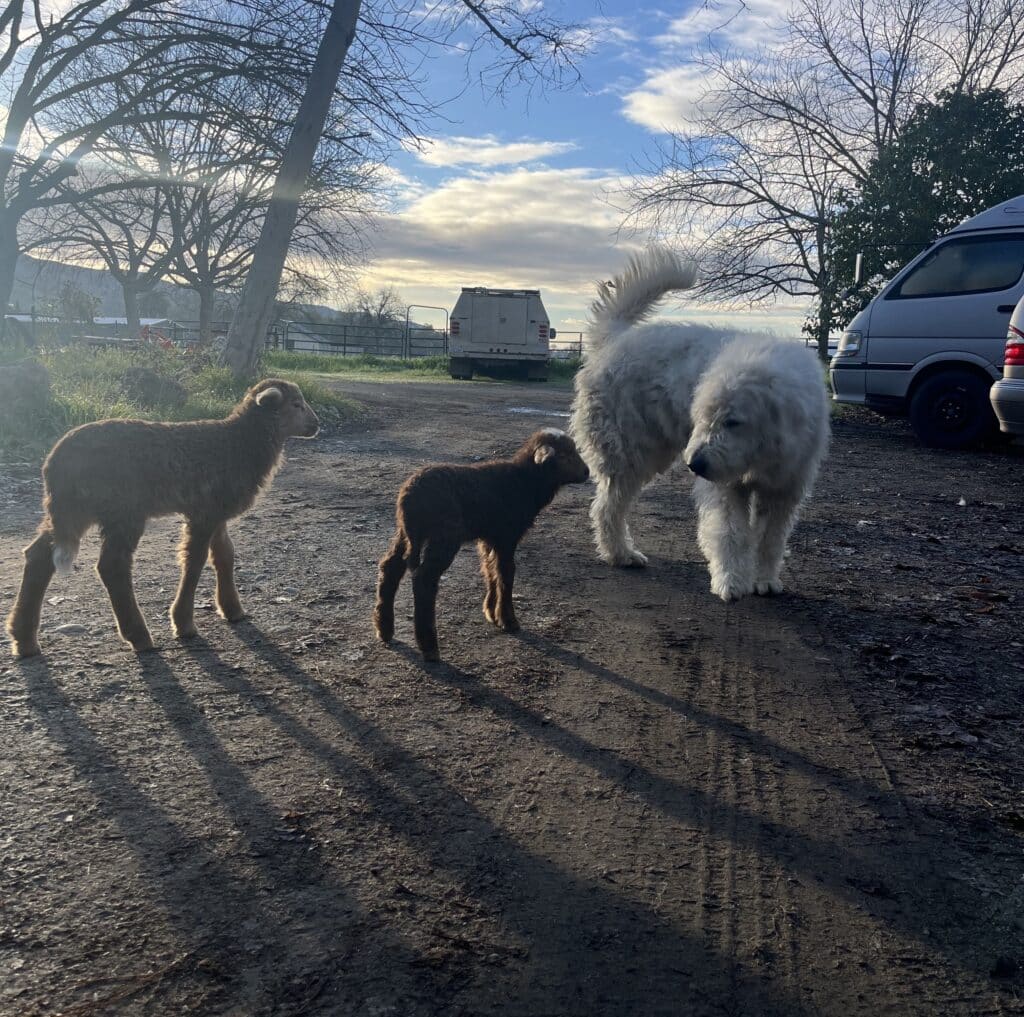 Two brown lambs approaching a large white fluffy dog