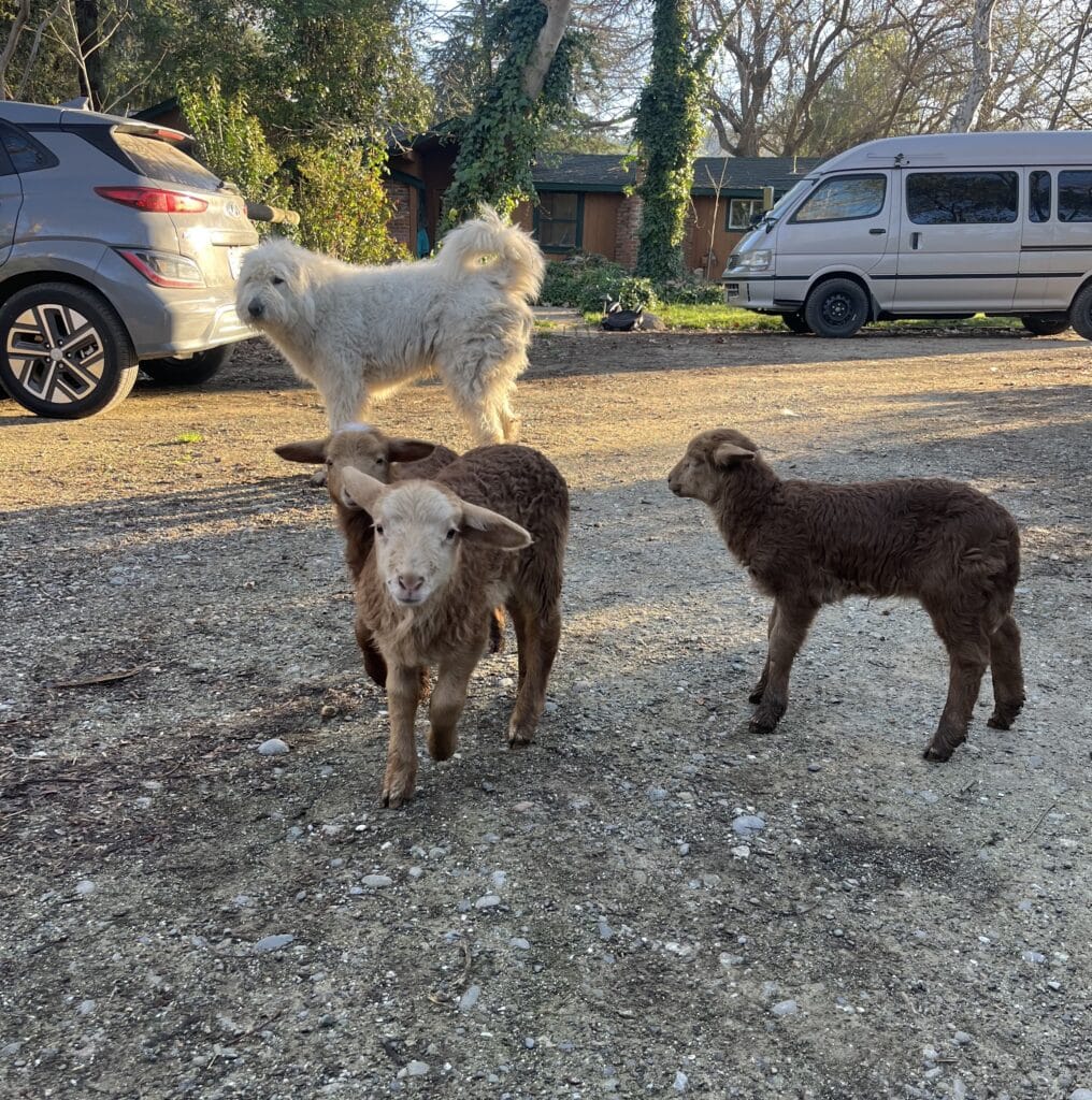 Three brown lambs and one large white dog