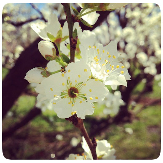 SpringBlossoms