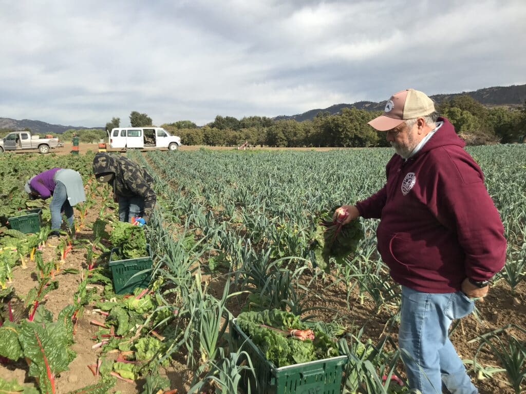 Chard harvest team in the field