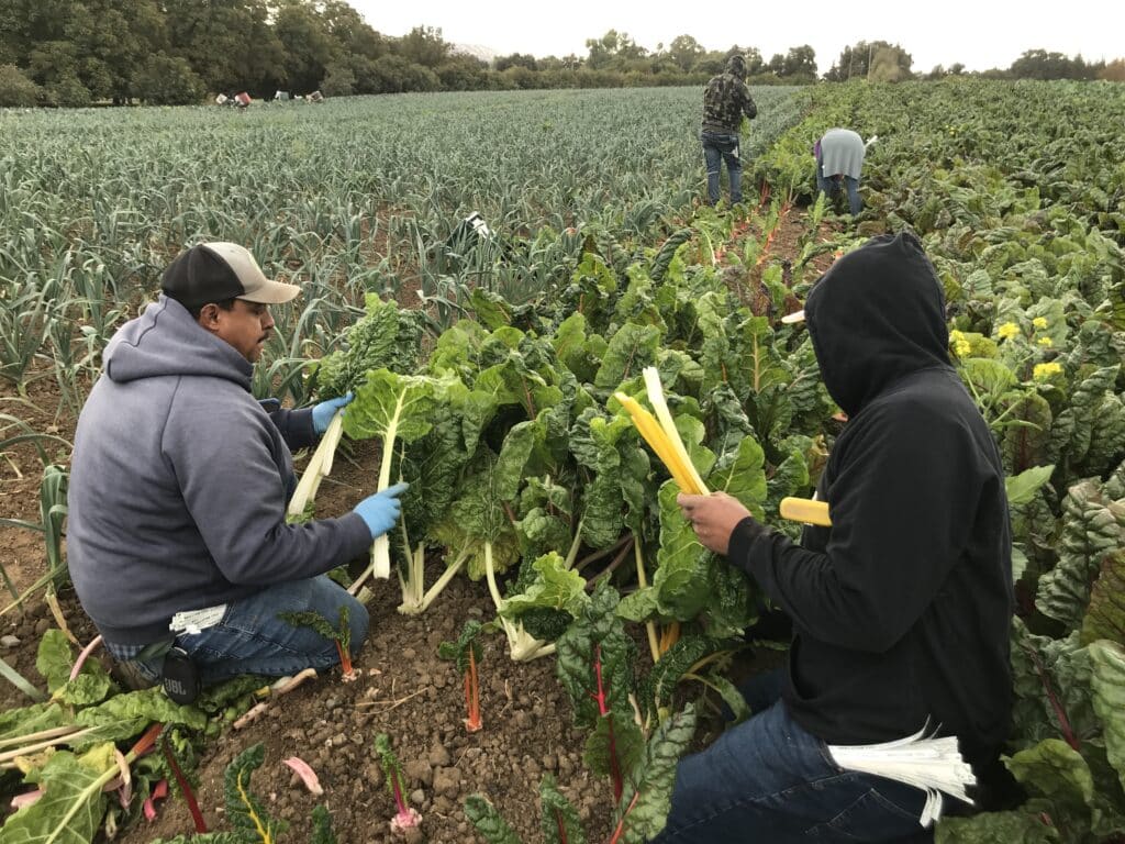 Chard harvest team in the field