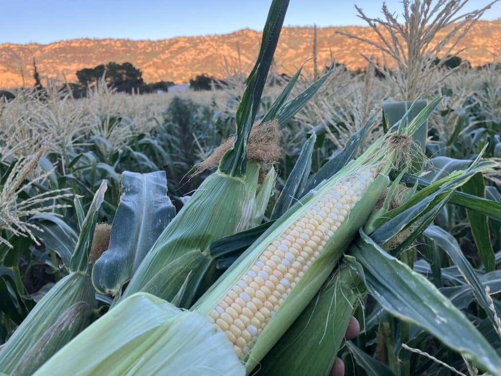 corn in the field