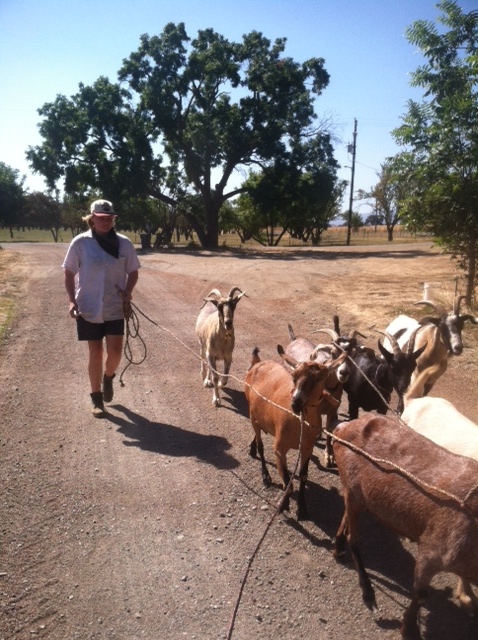goats walking
