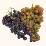grapes art
