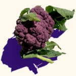 lavender cauliflower art