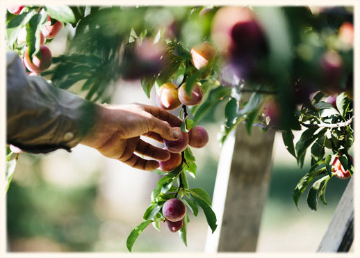 picking_plums