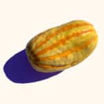 delicata squash