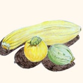 summer-squash
