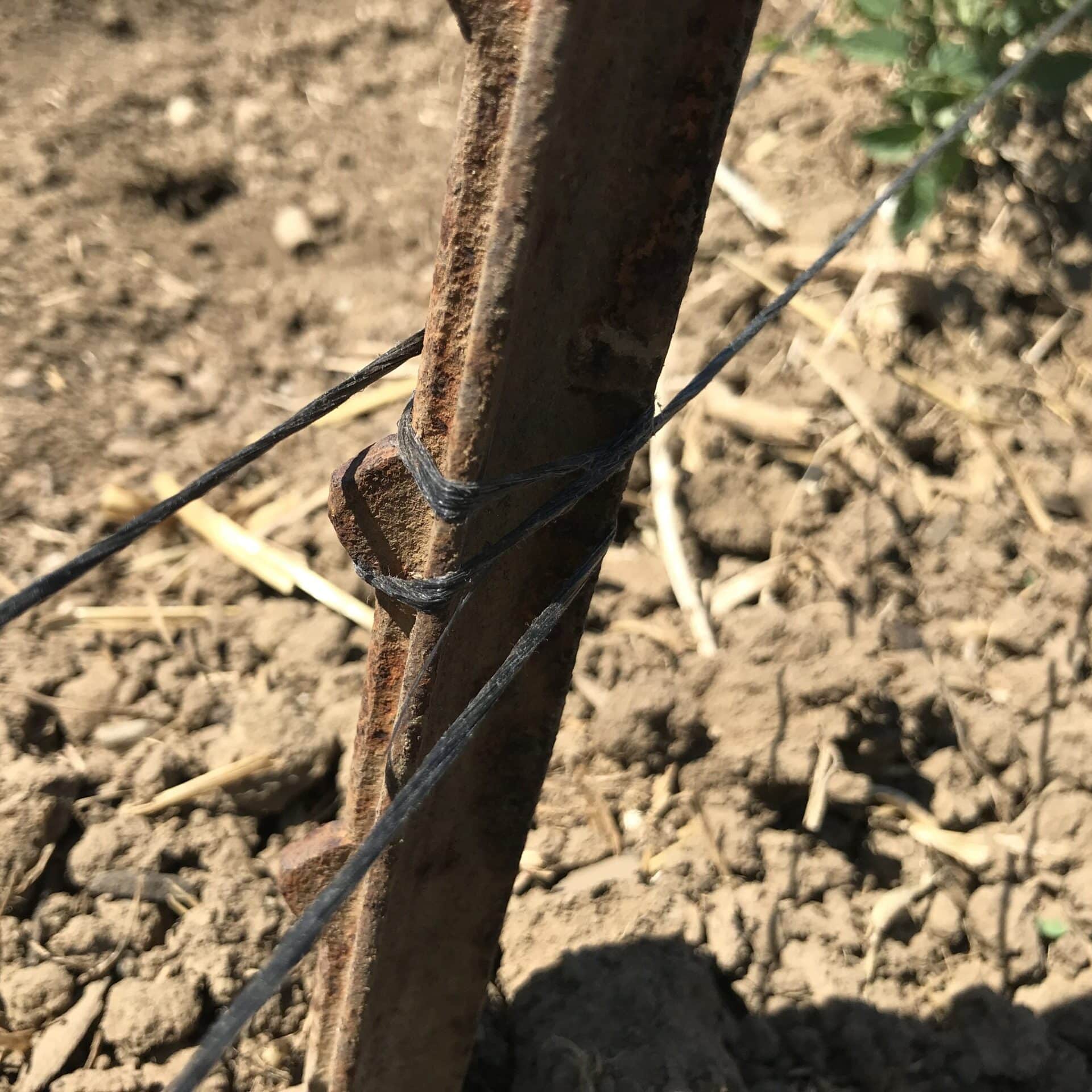 News from the Farm June 19, 2023 Full Belly Farm