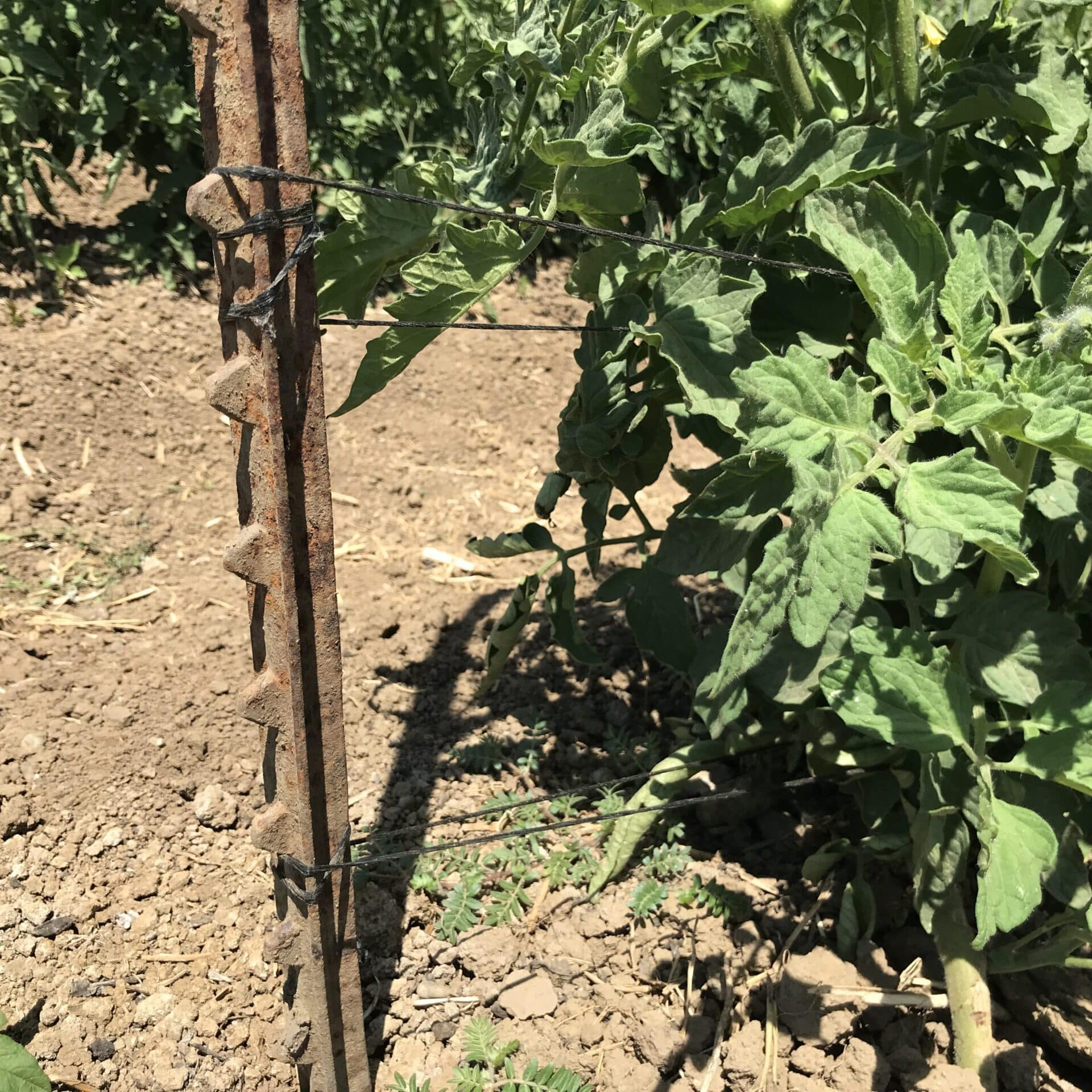 News from the Farm June 19, 2023 Full Belly Farm