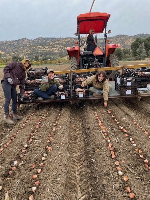 transplanting tulips on the back of a tractor